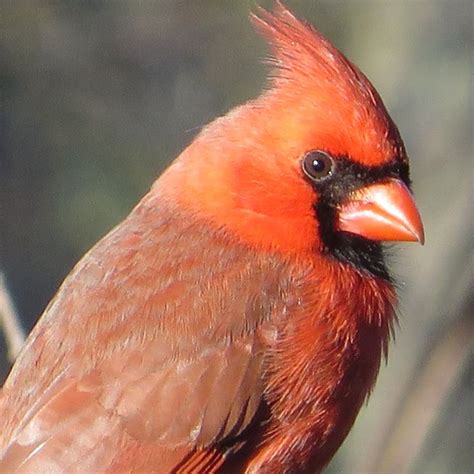 Male Cardinal Backyard Birds Bird Pictures Cardinal Birds