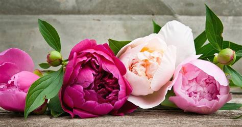 12 Things Peony Lovers Should Know Facebook Cover Photos Flowers