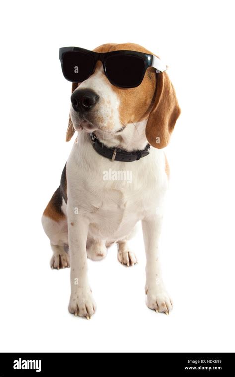 Young Beagle With Sunglasses Isolated Over White Stock Photo Alamy