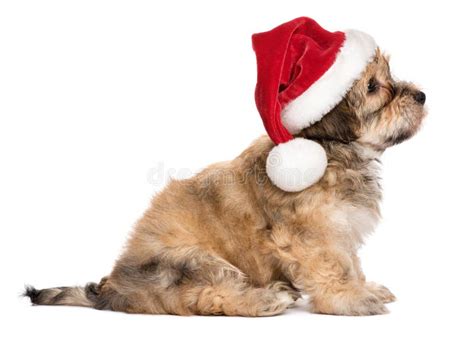 Side View Of A Cute Sitting Christmas Havanese Puppy Dog Stock Image
