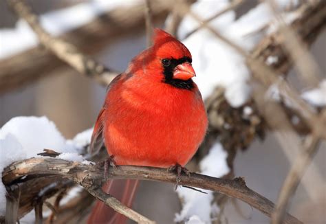 25 Winter Birds Tennessee Out Birding