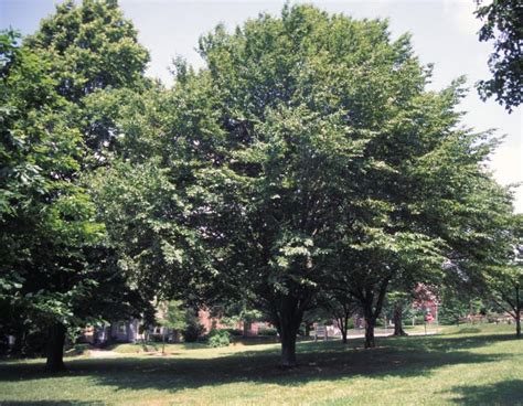 Increased Coverage Of Beech Trees In The Northeastern Us Ap Envt