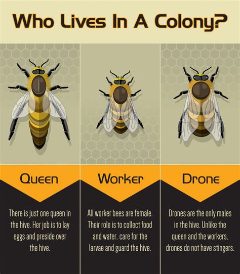 An Introduction To Beekeeping Backyard Bee Bee Facts Bee Keeping