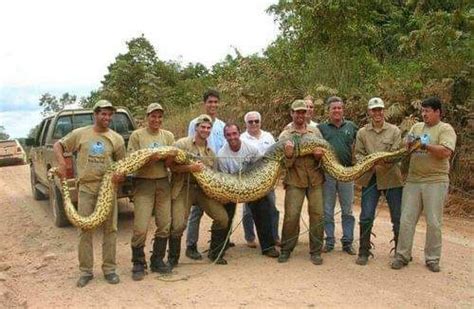 Largest Anaconda Snake Ever Found