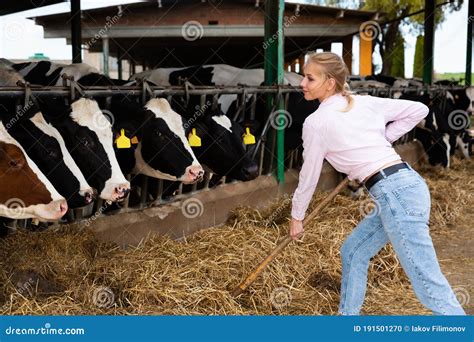 Agricultora Con Palas Trabajando Y Cuidando Vacas En Cowhouse Foto De Archivo Imagen De Vaca