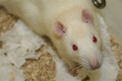 10 Ways To Find A Good Local Rat Breeder Or Rescue Understanding Pet