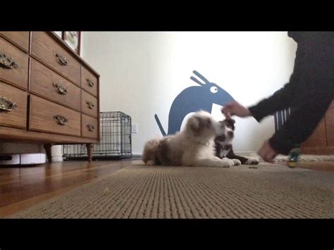 Tug It Puppy Training Youtube
