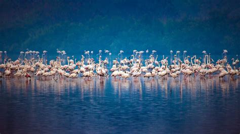 Flamingos Mumbai Bing Wallpaper Download