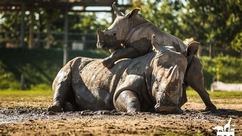 A gólyahírt megerősítette a színész menedzsere. Megünnepelték az orrszarvúk napját - Blikk