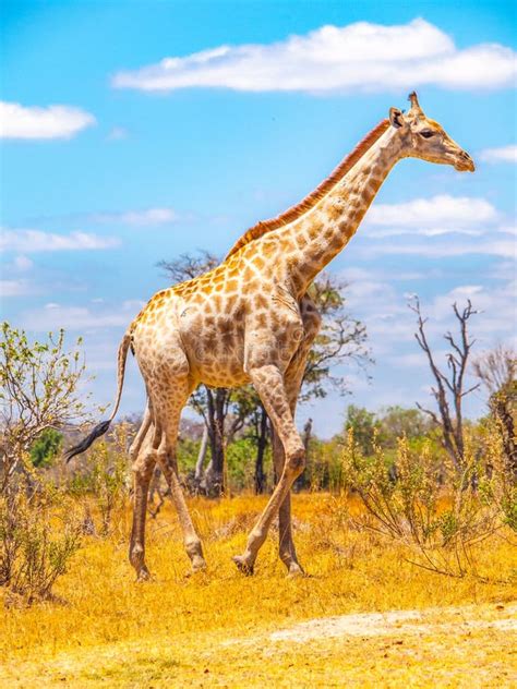 Cute Giraffe In African Savanna Stock Photo Image Of Standing
