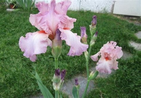Buy Reblooming Bearded Iris Iris Pink Attraction Perennial Bareroot