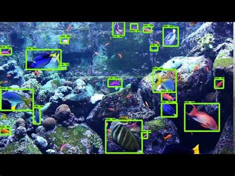 Fish Detection Using Tensorflow Object Detection Youtube