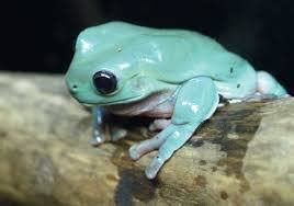 Baby australian blue dumpy tree frog. Blue Dumpy Tree Frog - Everything Pet