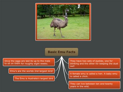 Basic Emu Facts Mind Map
