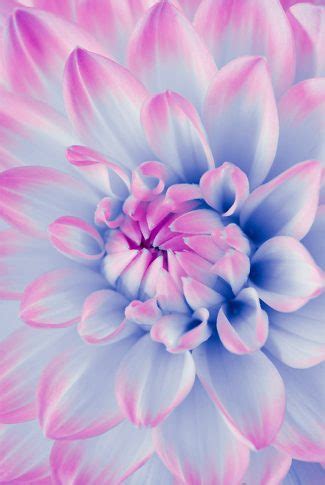 Lift your spirits with funny jokes, trending memes, entertaining gifs, inspiring stories, viral videos, and so much. Download Periwinkle Flower Wallpaper | CellularNews