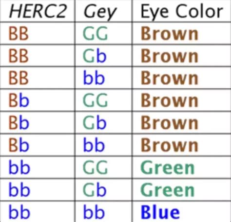 8 Best Eye Color Chart Genetics Images In 2020 Eye Co