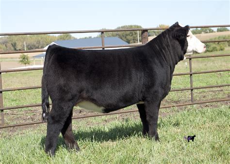 Windy Ridge Simmentals And Triple J Show Cattle The Pulse