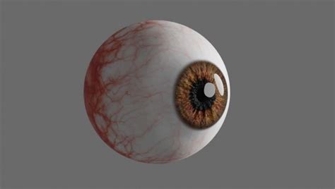 3d Model Human Eye Realistic Vr Ar Low Poly Cgtrader