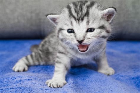 Kittens Meowing — When How And Why Baby Cats Meow Catster