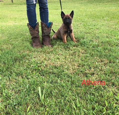 All of our puppies are imprinted, socialized and introduced to a variety of different environmental stimuli/stressors from birth, helping ensure they become emotionally stable and. Belgian Shepherd Dog (Malinois) Puppies For Sale | Punta ...