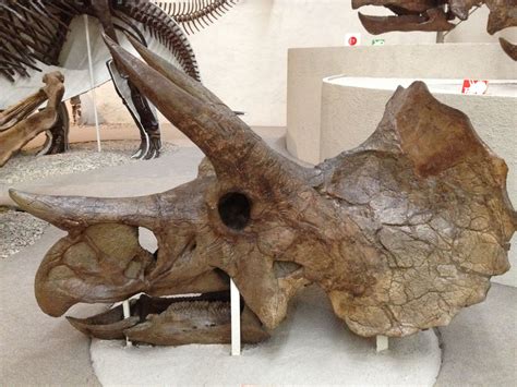Triceratops Greek For Three Horned Face Only Had Two Real Horns