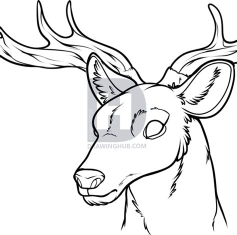 Female Deer Drawing Free Download On Clipartmag