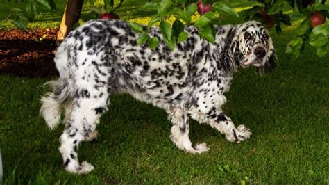How Much Do Long Coat Dalmatians Cost Tradingbasis