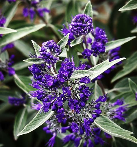 Dark Knight Caryopteris For Sale Online The Tree Center