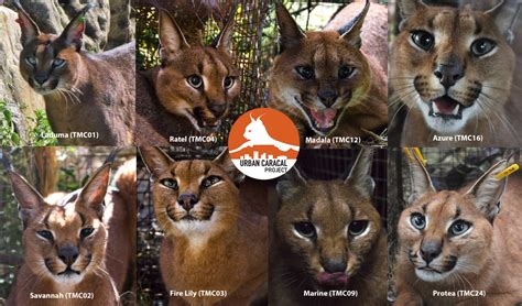 Update On Whats Up With The Project Being A Caracal Biologist Isnt