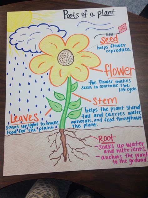 Parts Of A Plant Anchor Chart Kindergarten Science Plants
