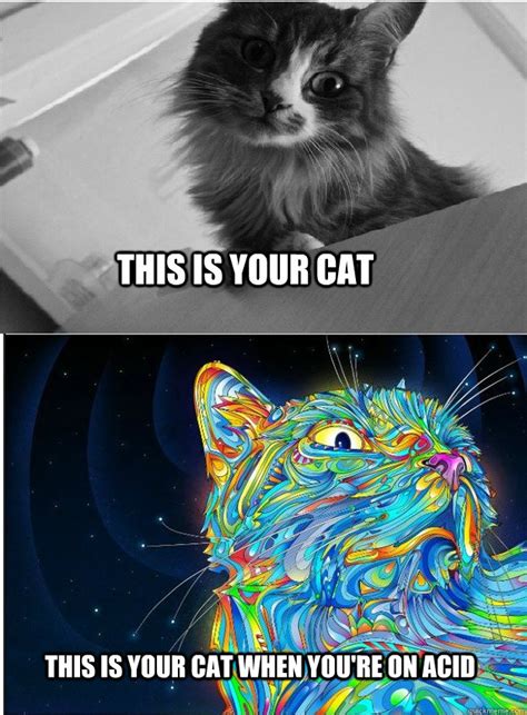 Trippy Cat Memes Quickmeme