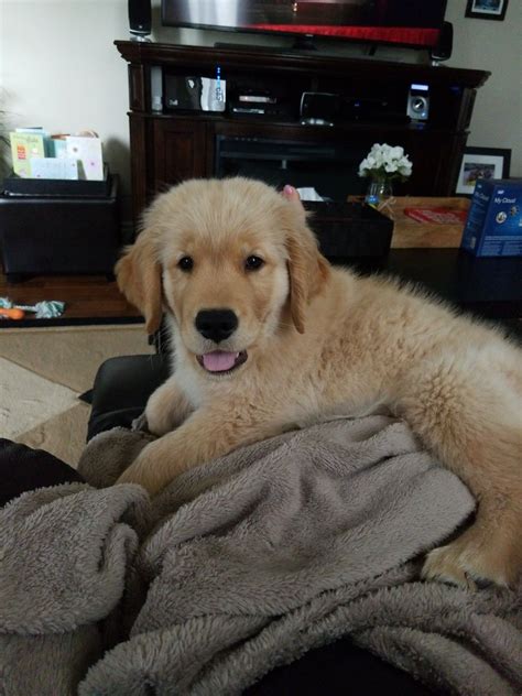 🏆#1 golden retriever community on ig!🏆 🐶can we get the family to 160k? Pin by Virginia Guerry on Golden Retrievers | Golden ...