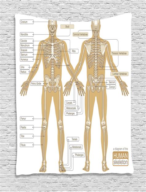 Human Anatomy Tapestry Diagram Of Human Skeleton System With Titled