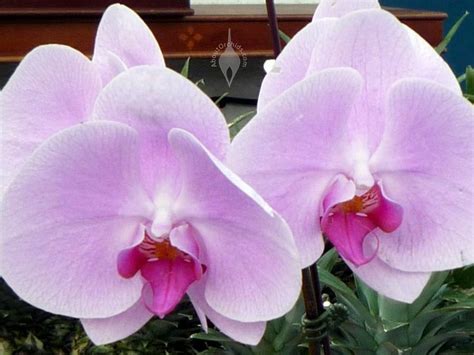 Aboutorchids Blog Archive Be My Orchid Valentine