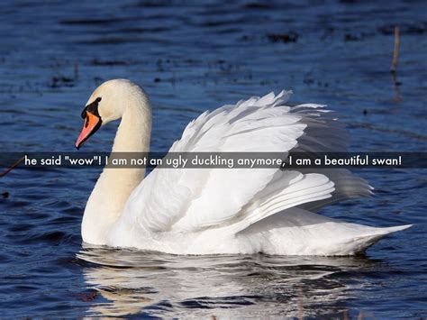 Ugly Duckling Swan Images Galleries With A Bite
