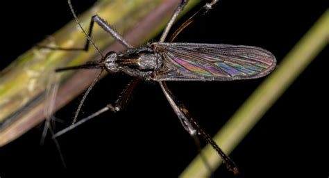 Floridas American Giant Mosquito Takes Over Ehrlich Pest Control