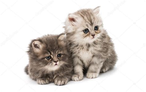 Pics Fluffy Kittens Beautiful Fluffy Kittens — Stock Photo © Ksena32