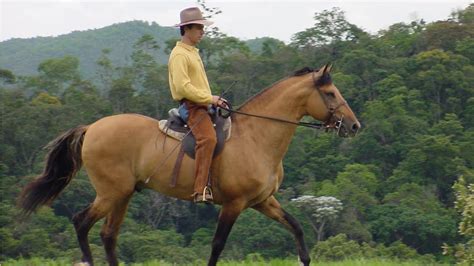 Curso Aprenda A Montar E Lidar Com Cavalos A Montaria E Os Primeiros
