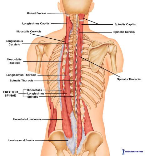 Muscles That Move The Spine And Ribs Flashcards Quizlet