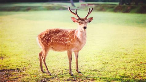 Sika Deer History Udaily