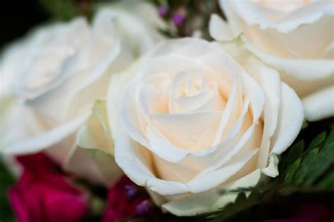 Elegant Bouquet Of Fresh White Roses · Free Stock Photo