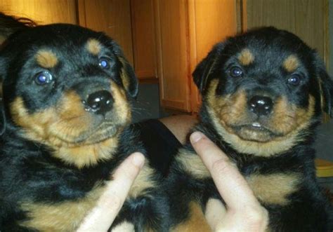 Maybe you would like to learn more about one of these? German Rottweiler Puppies Females only for Sale in Phoenix, Arizona Classified | AmericanListed.com