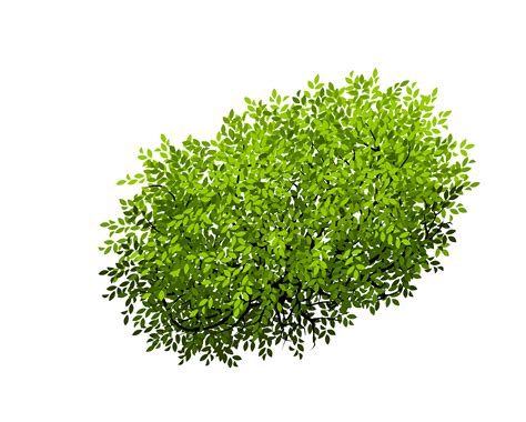 Tree Shrub Transparency And Translucency Clip Art Bushes Png Download