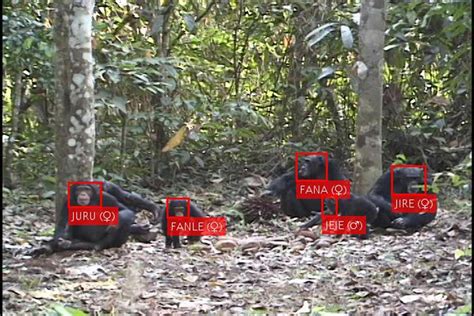 Ai Facial Recognition Software Now Works For Wild Chimpanzees Too New