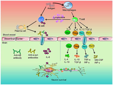 Frontiers Role Of Peripheral Immune Cells Mediated Inflammation On The Process Of