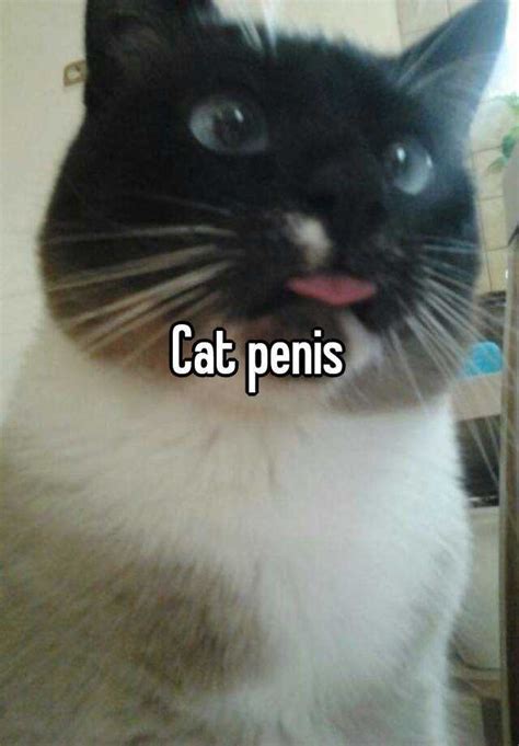 Cat Penis