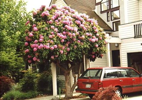 The evergreen state chose, not surprisingly, the western hemlock as its state tree. more rhodies | Trees to plant, Ornamental plants, Garden