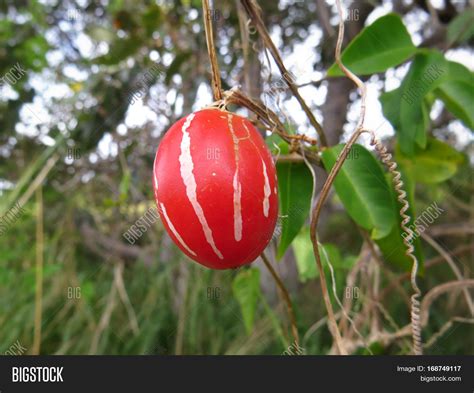 Native Bush Tomato Image And Photo Free Trial Bigstock
