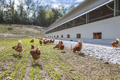 Chicken House Design For Layers Laying Hen House Poultry House Design For Layers Cage Free