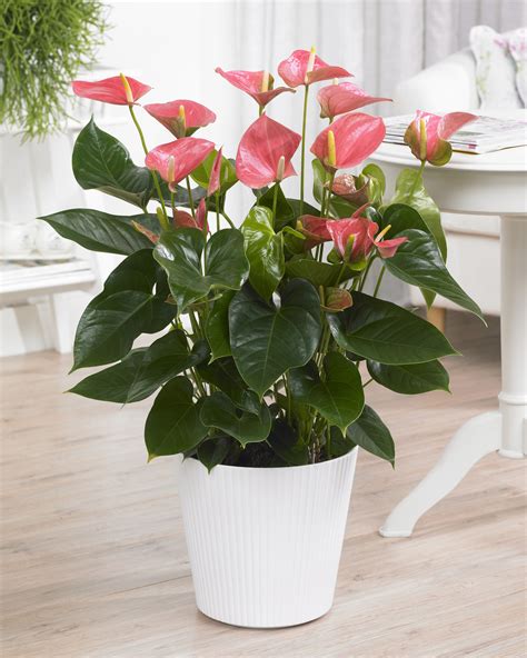 Pink Anthurium Laceleaf Colourful Indoor Flowering House Plant 13cm Pot Ebay